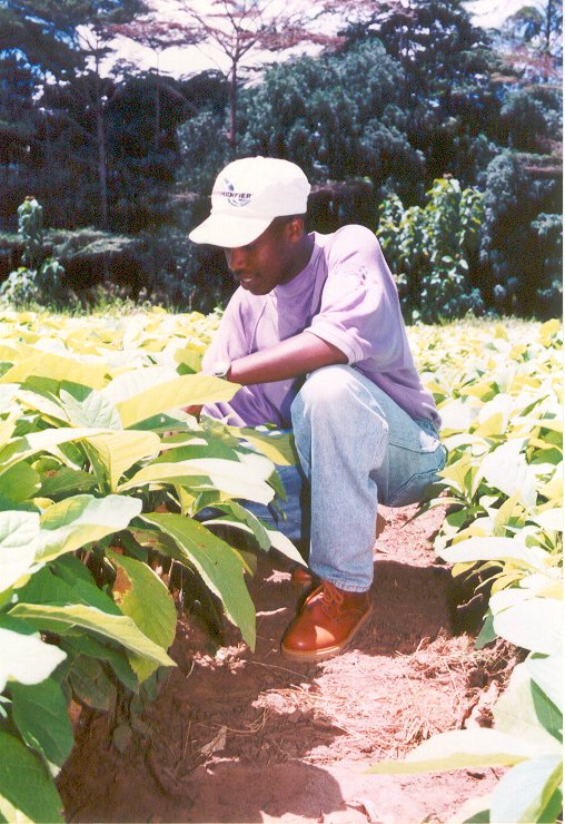 Alfred in a Tectona grandis nursery